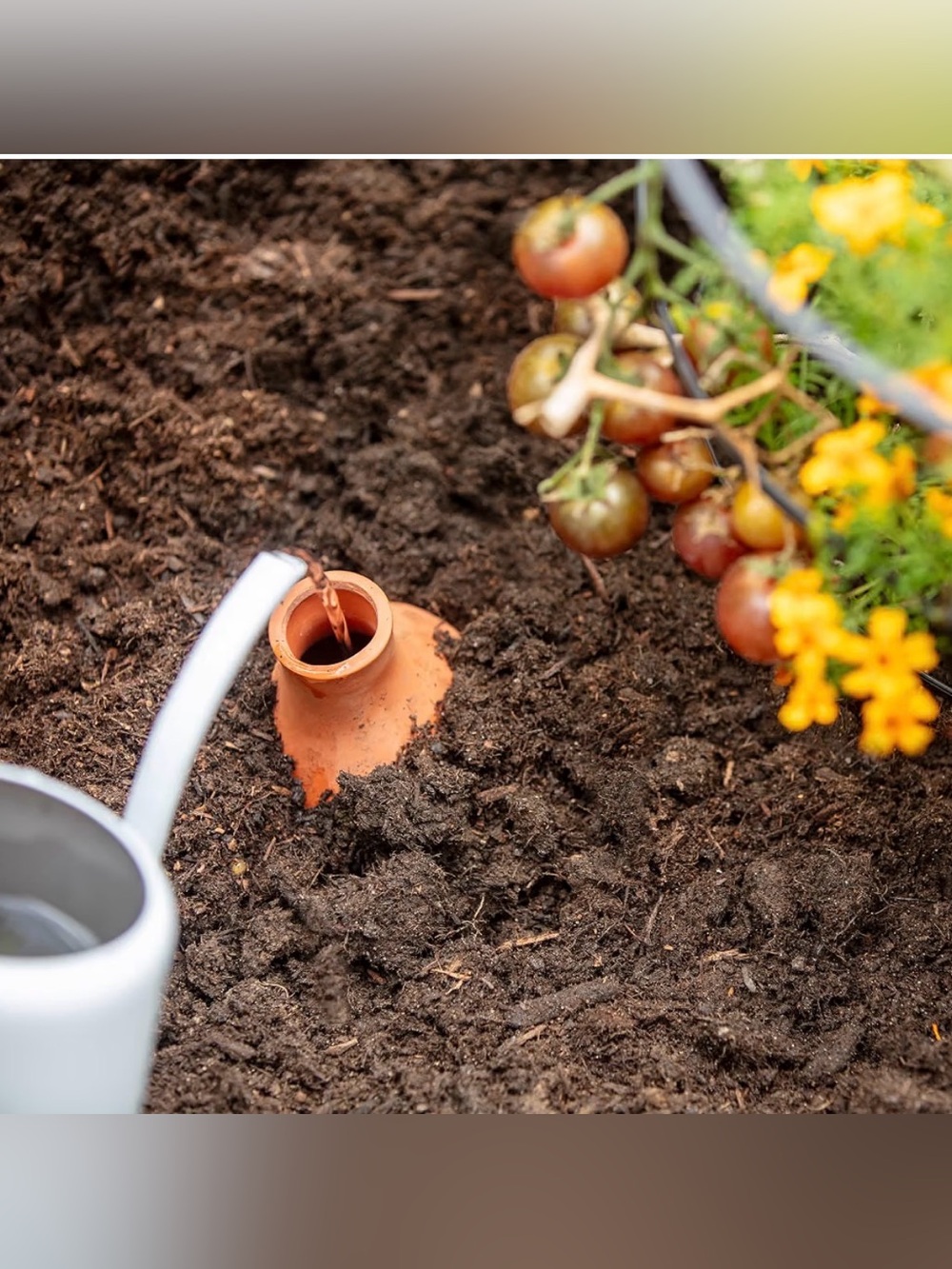 Back to the Roots Terracotta Olla Pot Self-Watering System 700mL NIB - Picture 7 of 10
